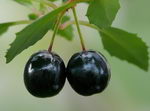 گوشواره